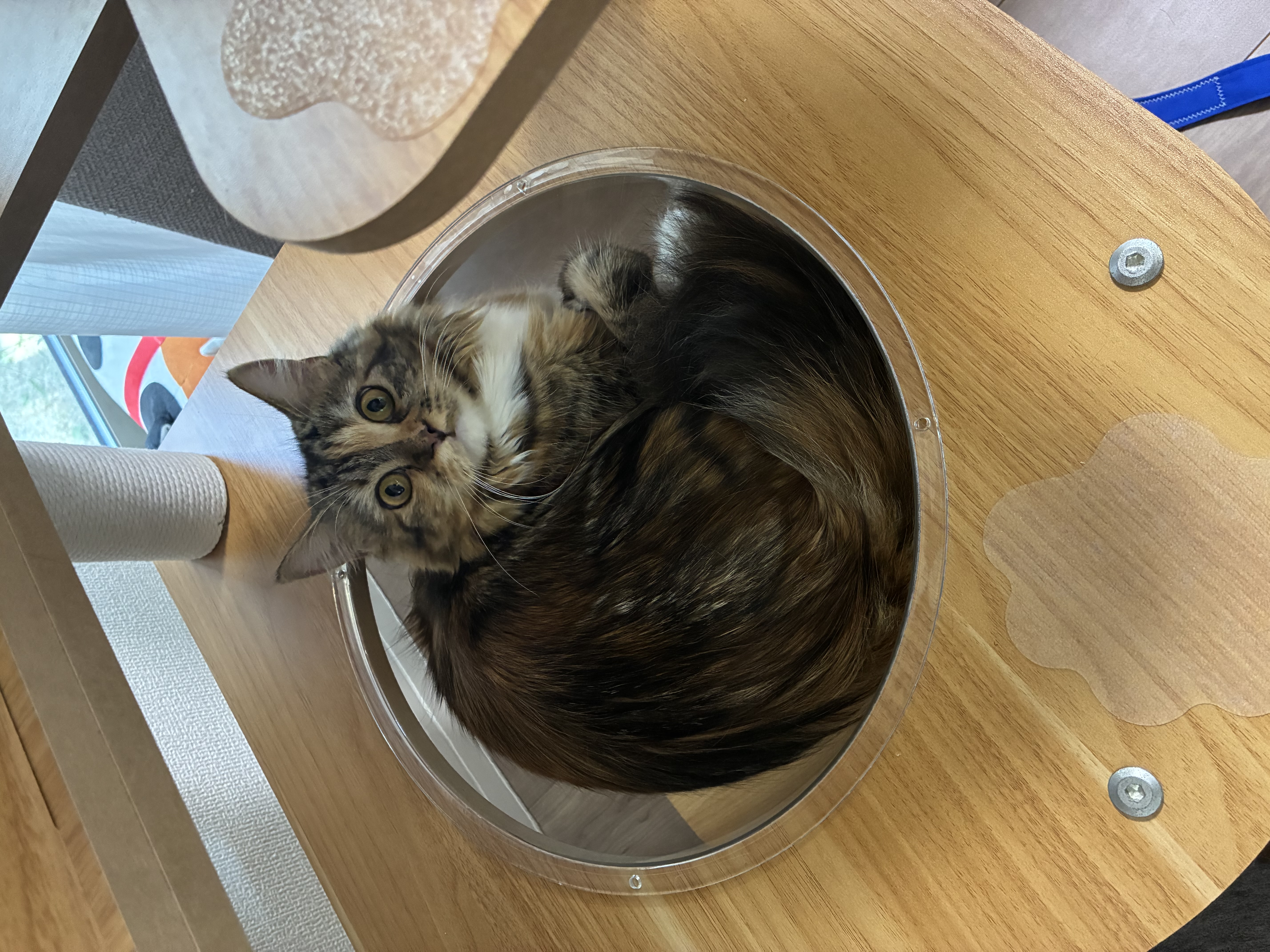 あんこ
