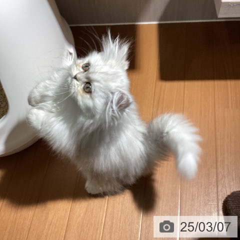 ペルシャの写真