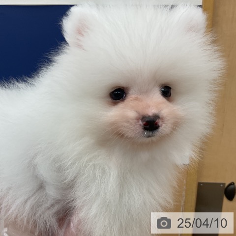 ポメラニアンの写真