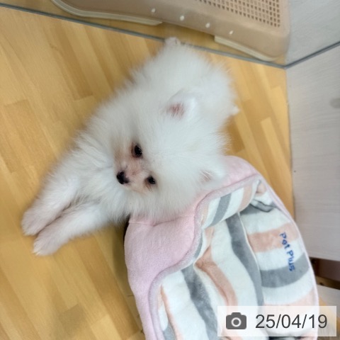 ポメラニアンの写真