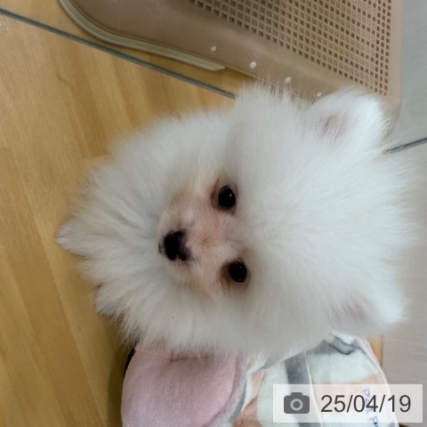 ポメラニアンの写真
