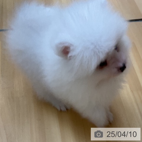 ポメラニアンの写真