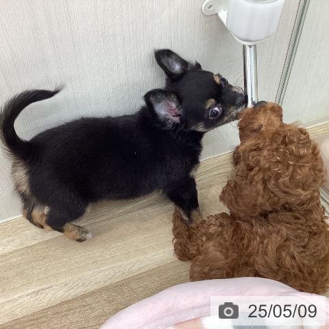 チワワの写真