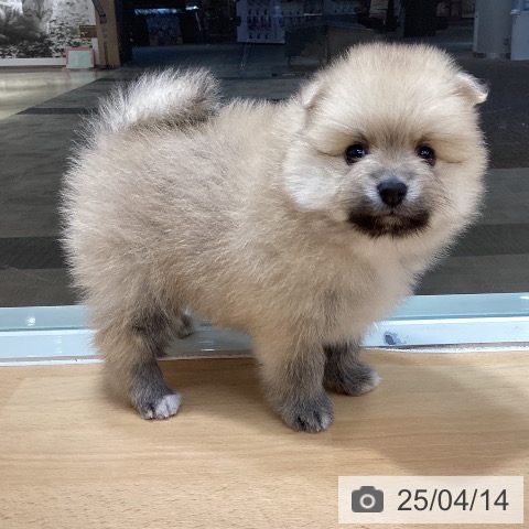 ポメラニアンの写真