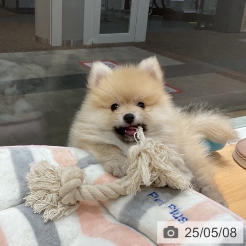 ポメラニアンの写真