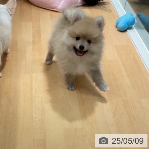 ポメラニアンの写真