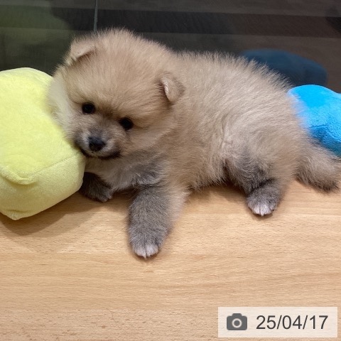 ポメラニアンの写真