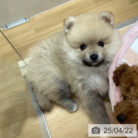 ポメラニアンの写真