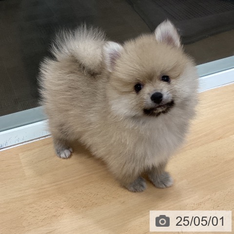 ポメラニアンの写真