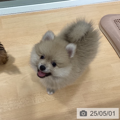 ポメラニアンの写真