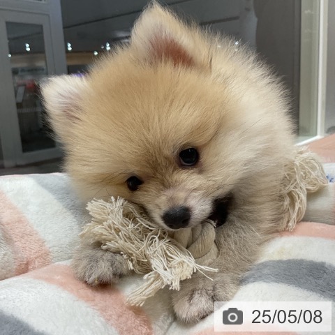ポメラニアンの写真
