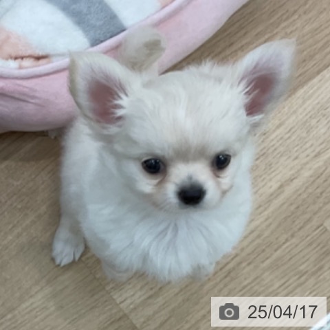 チワワの写真