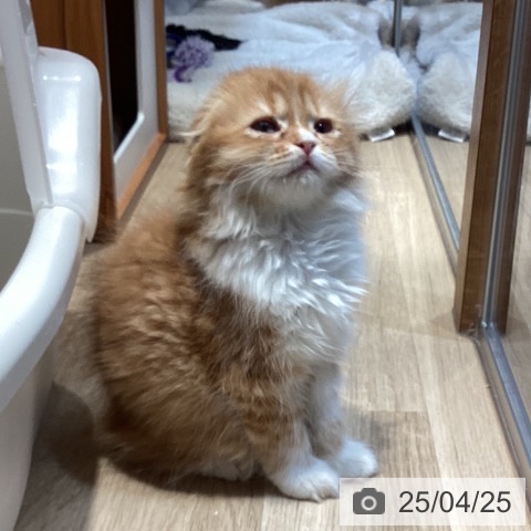 スコティッシュフォールドの写真