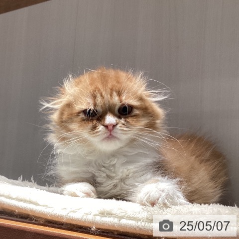 スコティッシュフォールドの写真