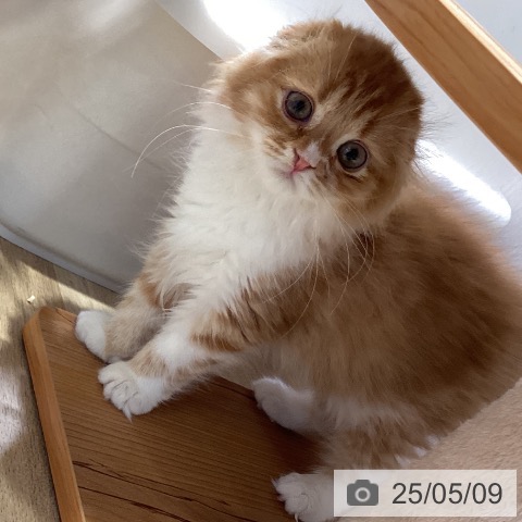 スコティッシュフォールドの写真