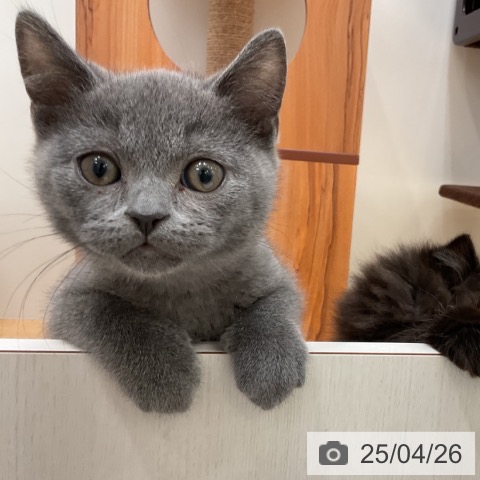 ブリティッシュショートヘアの写真
