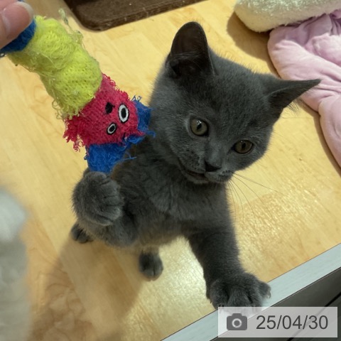 ブリティッシュショートヘアの写真