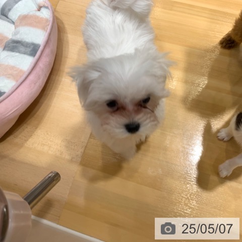 マルチーズの写真