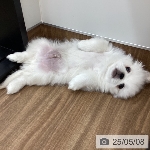 ペキニーズの写真