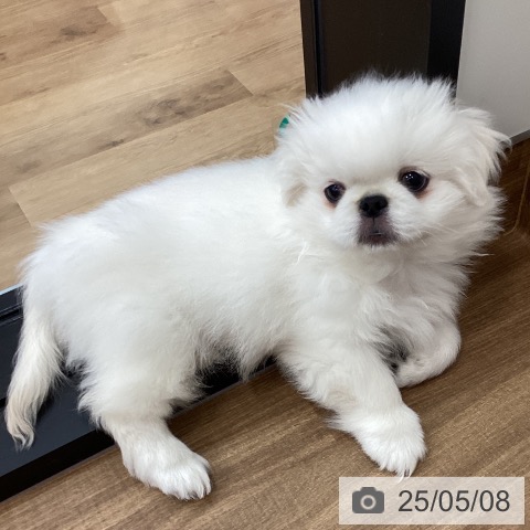 ペキニーズの写真
