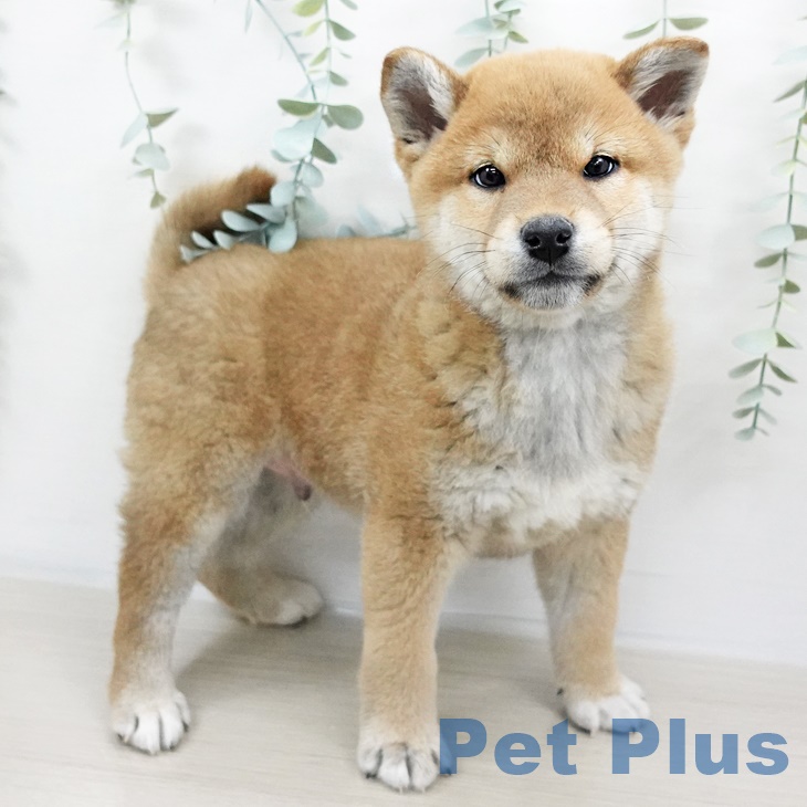 茨城県の柴犬(標準サイズ) (ペットプラスつくば店/2024年12月26日生まれ/男の子/赤)の子犬