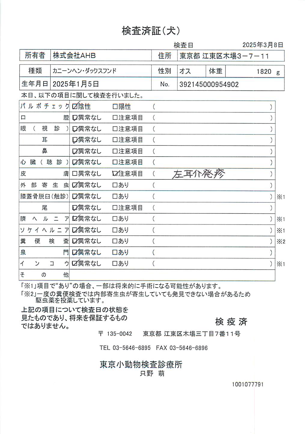 カニーンヘン・ダックスフンド