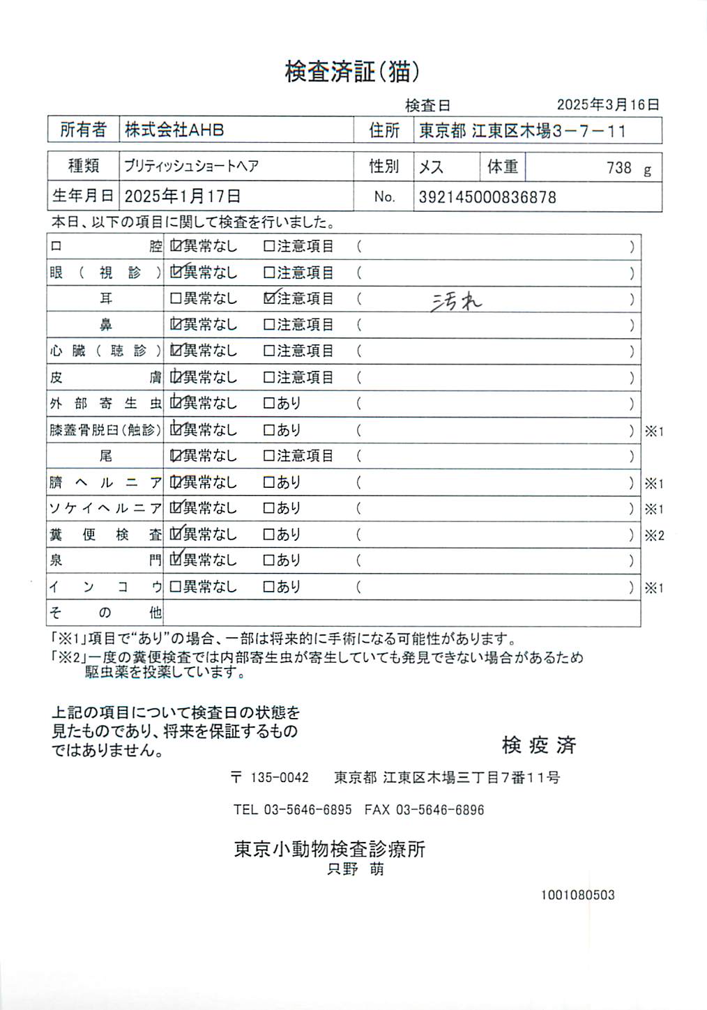 ブリティッシュショートヘア