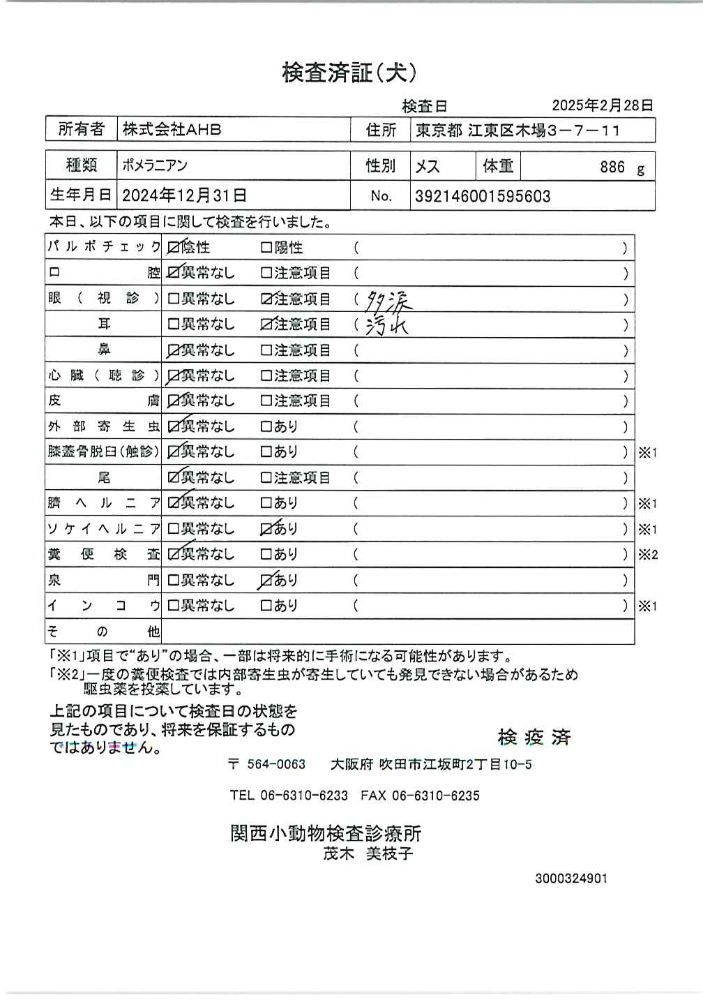 ポメラニアン