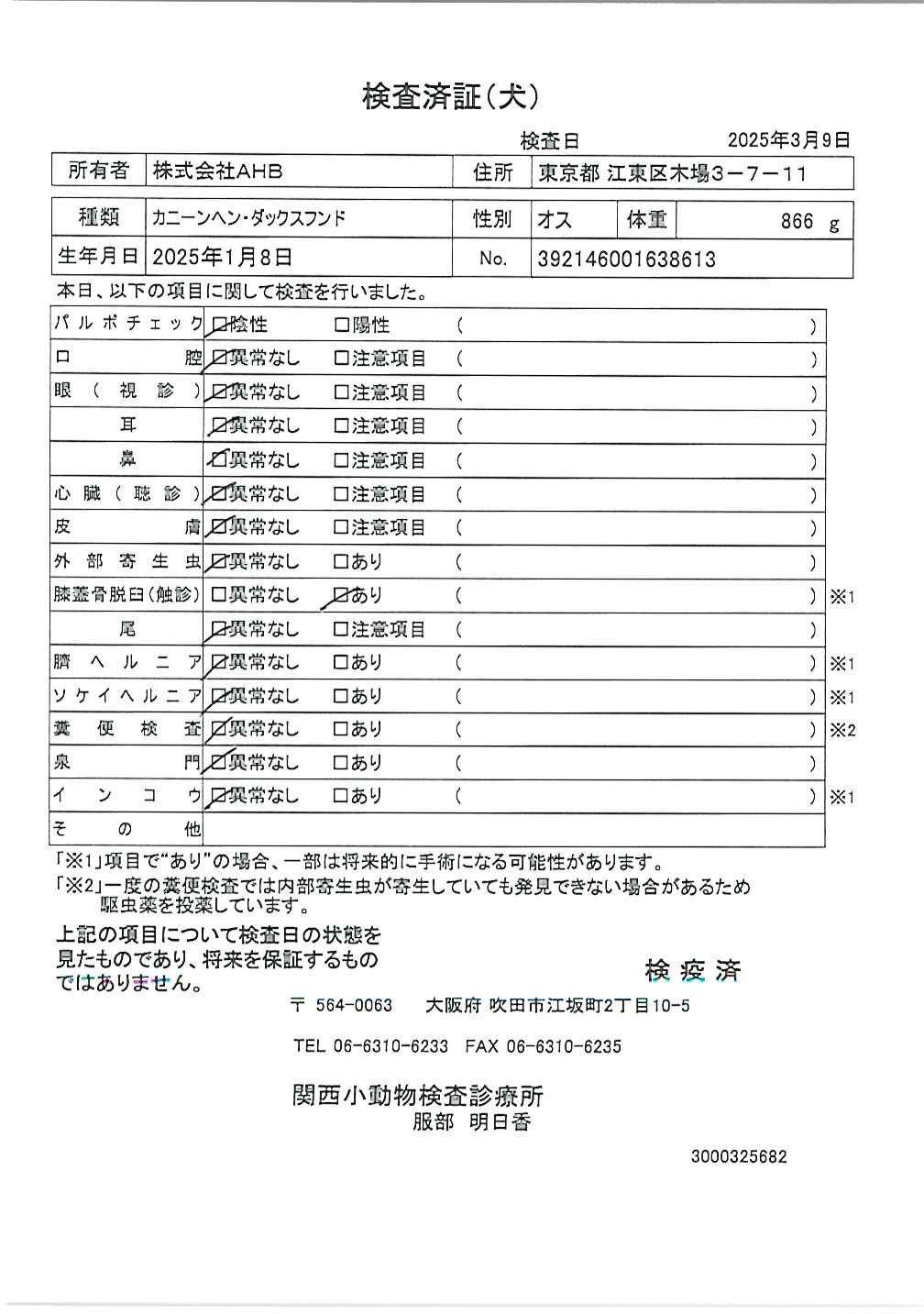 カニーンヘン・ダックスフンド