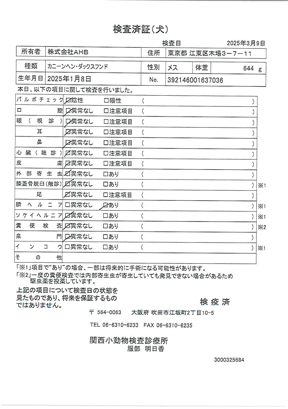 カニーンヘン・ダックスフンド