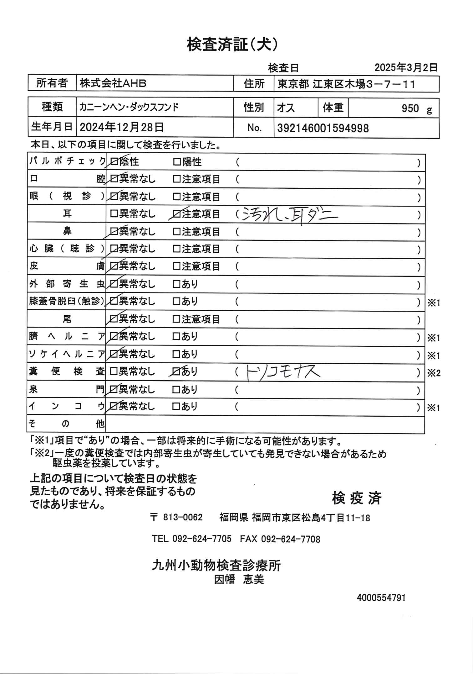 カニーンヘン・ダックスフンド