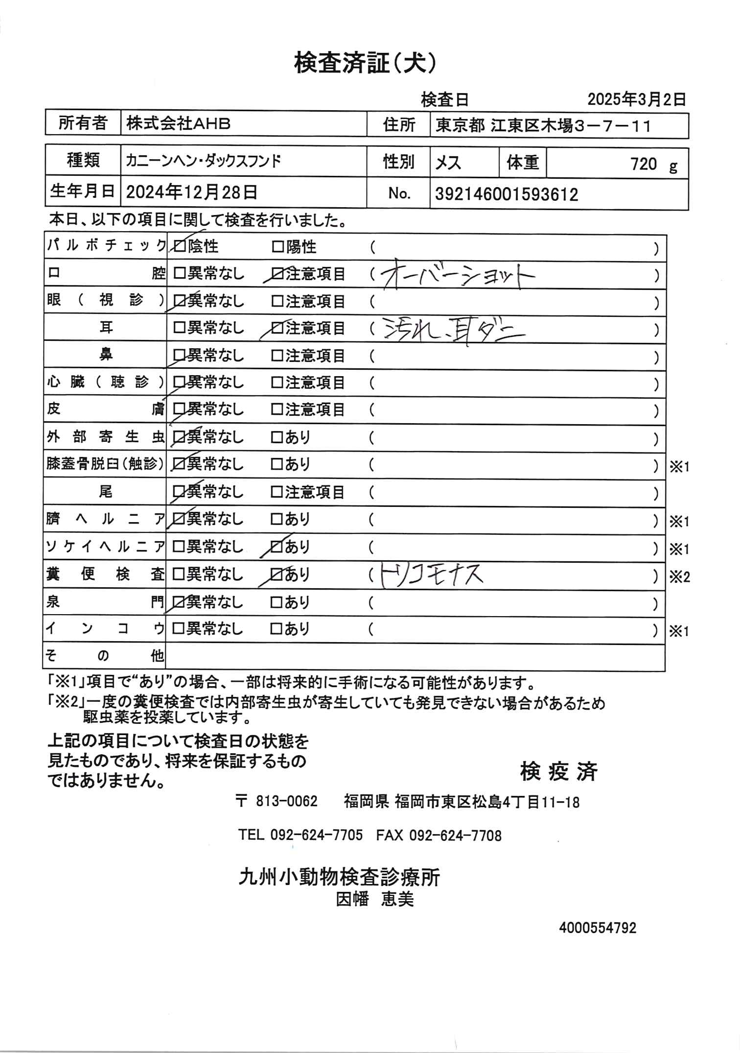 カニーンヘン・ダックスフンド