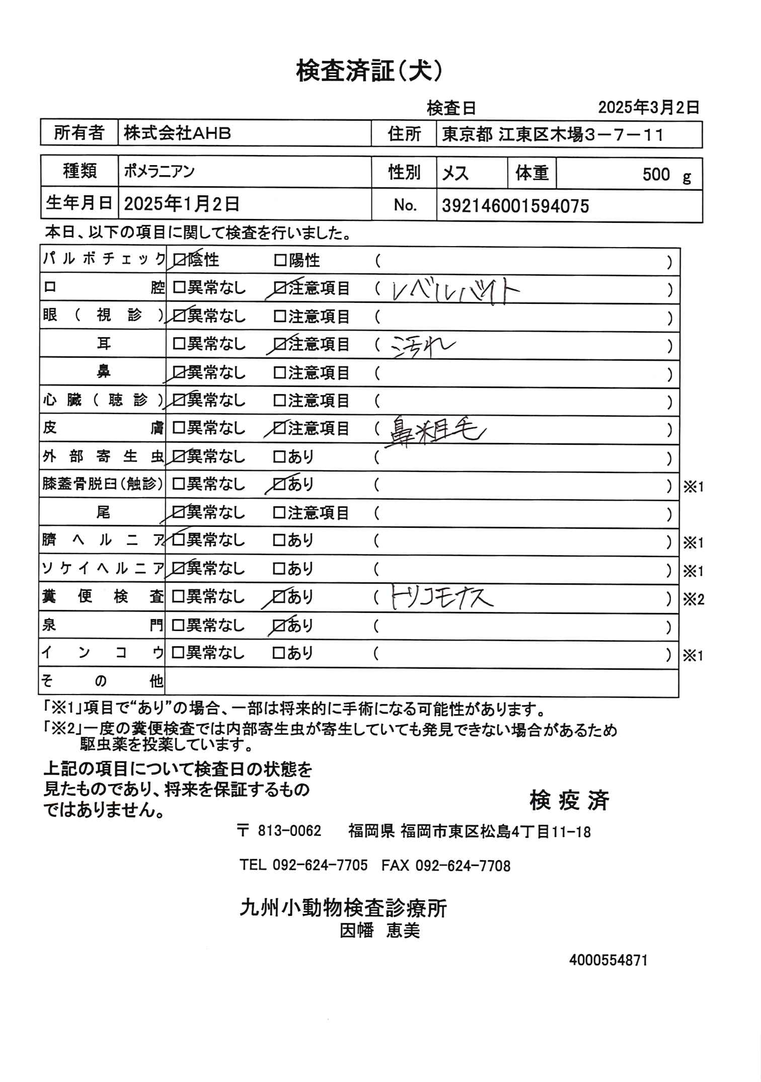 ポメラニアン