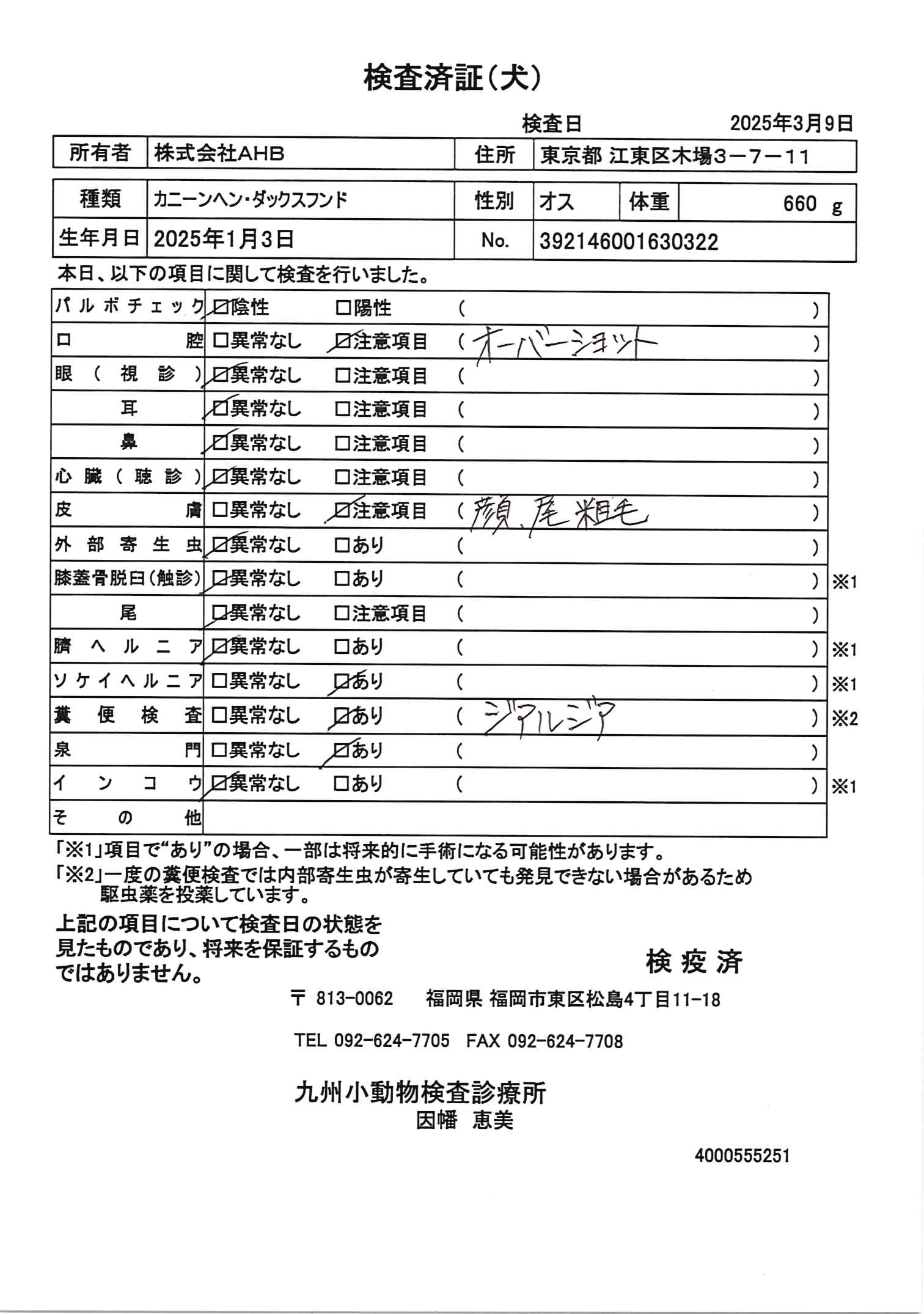 カニーンヘン・ダックスフンド