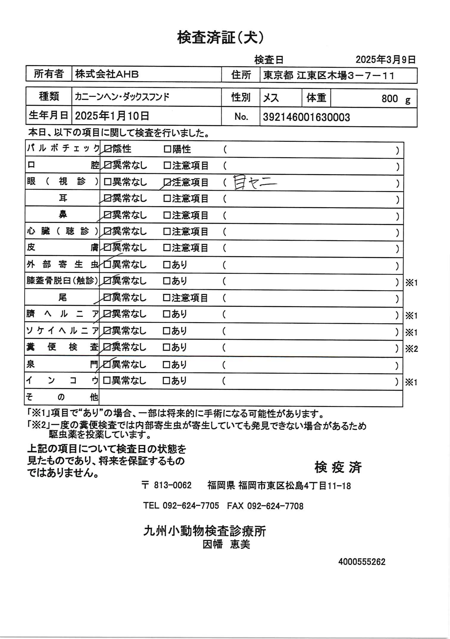 カニーンヘン・ダックスフンド