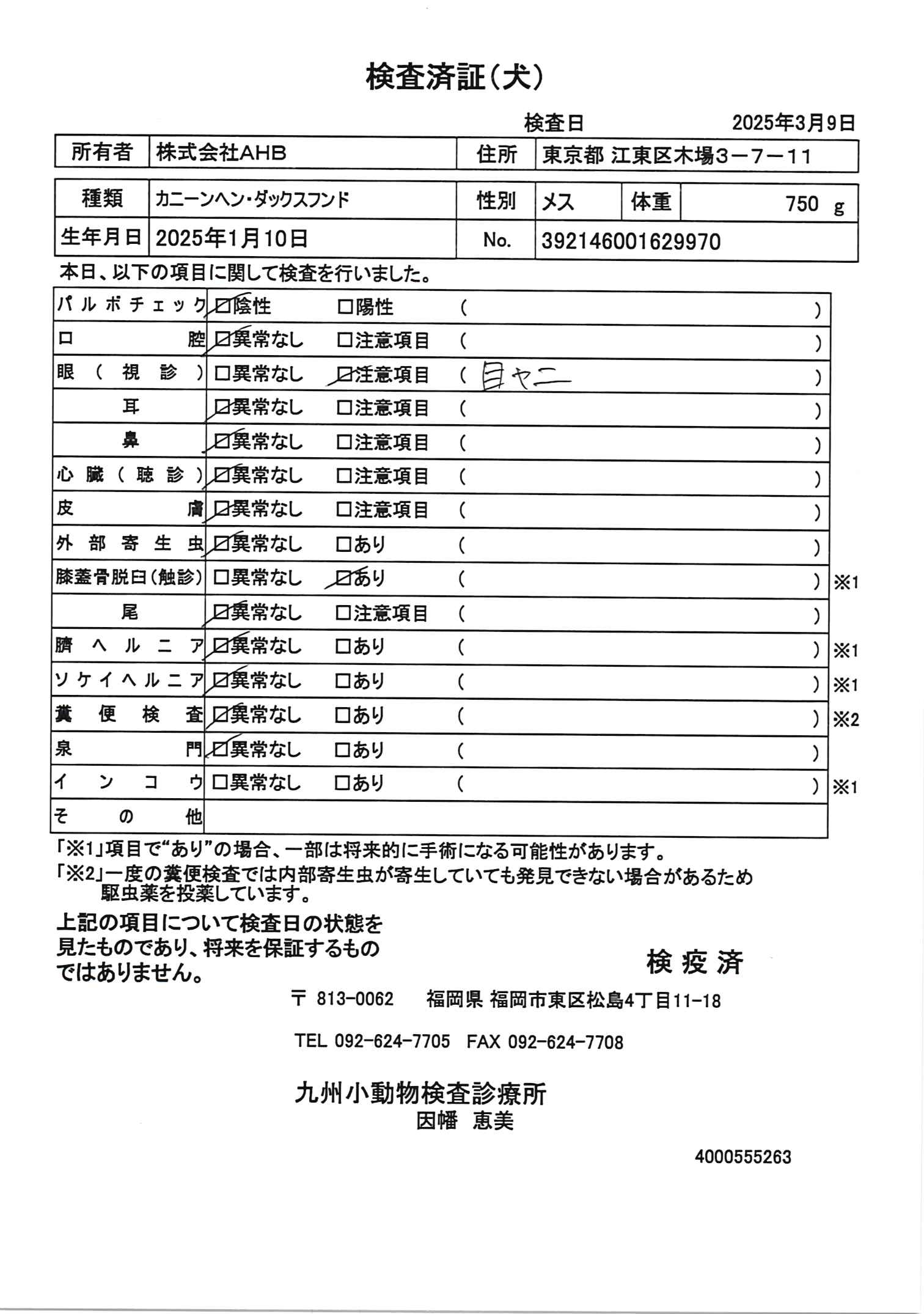 カニーンヘン・ダックスフンド