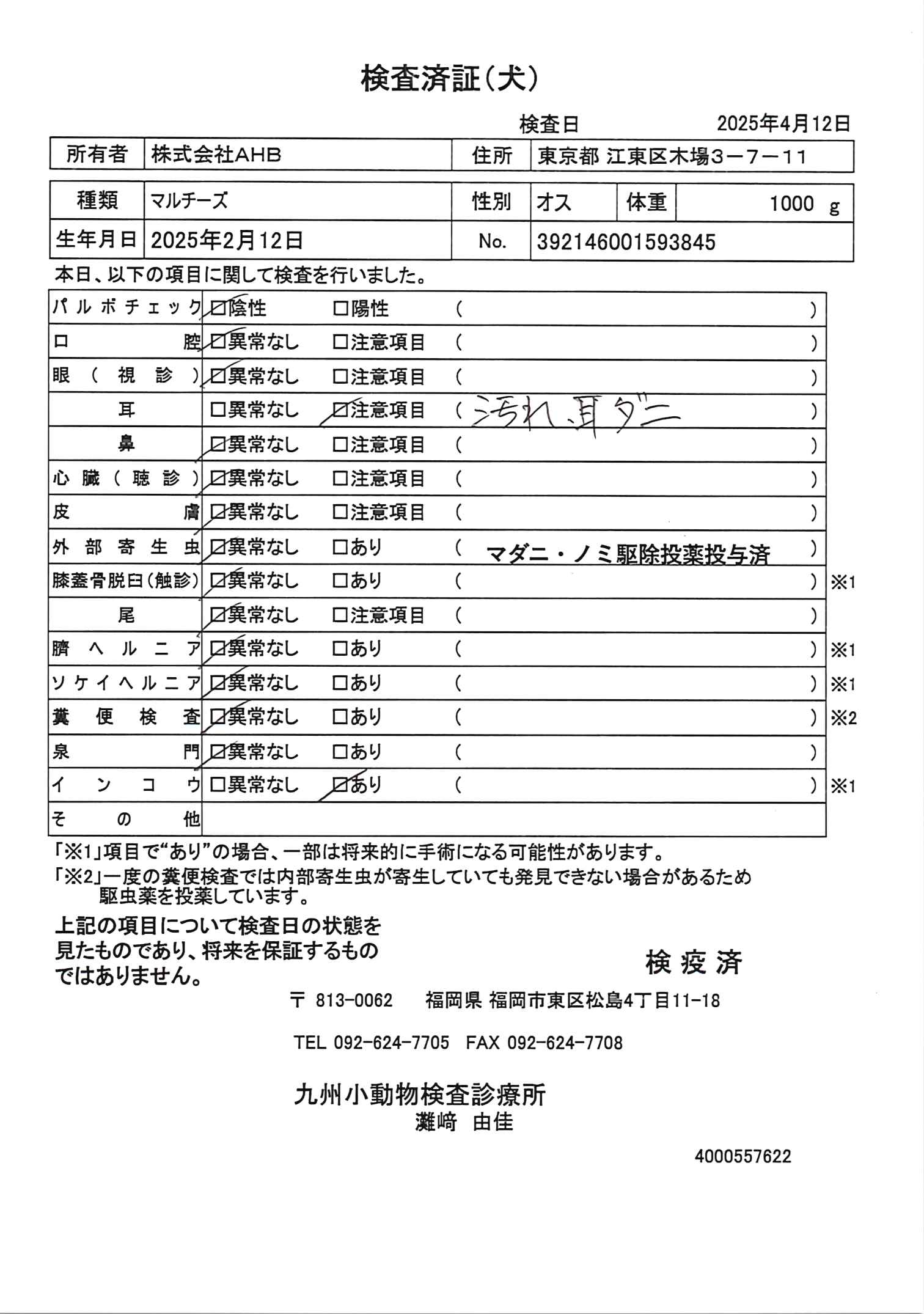 マルチーズ