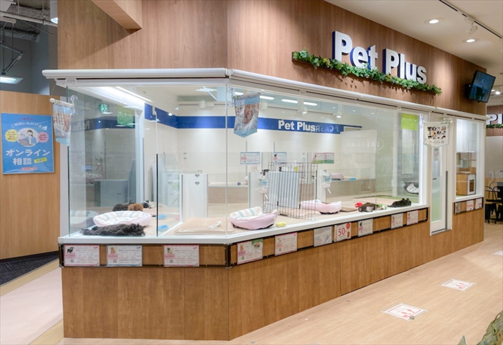 ペットプラス新百合丘店 子犬 子猫専門ペットショップの Petplus ペットプラス