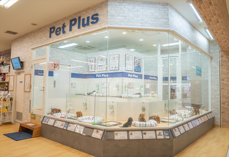 ペットプラスららぽーと新三郷店 子犬 子猫専門ペットショップの Petplus ペットプラス