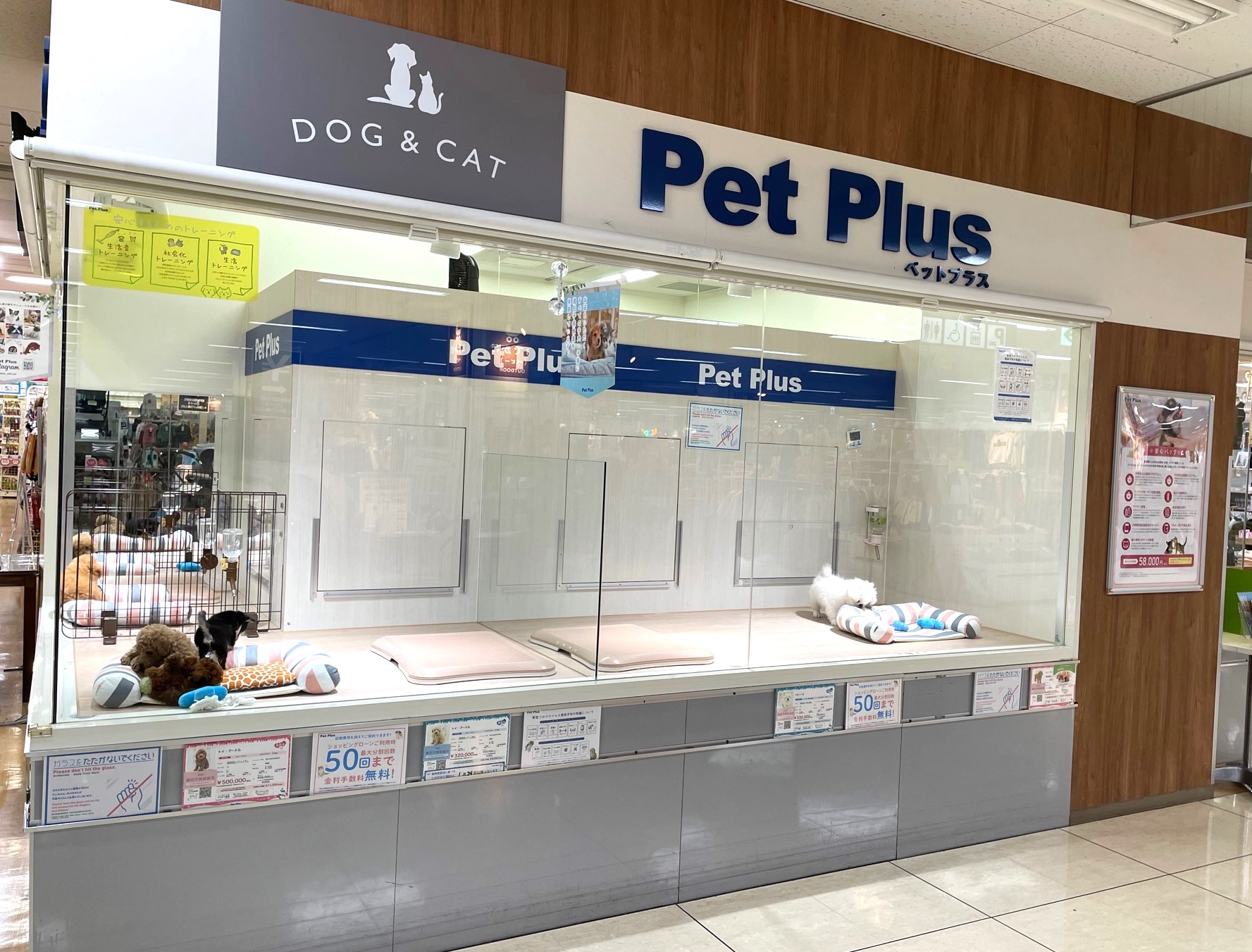 ペットプラス板橋店 子犬 子猫専門ペットショップの Petplus ペットプラス