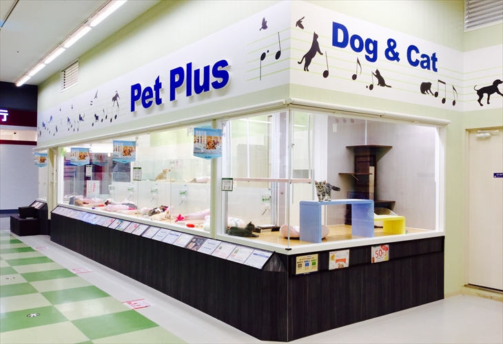 ペットプラス甲府昭和店 子犬 子猫専門ペットショップの Petplus ペットプラス